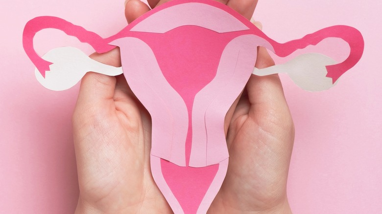 hands holding a model of the female reproductive system 