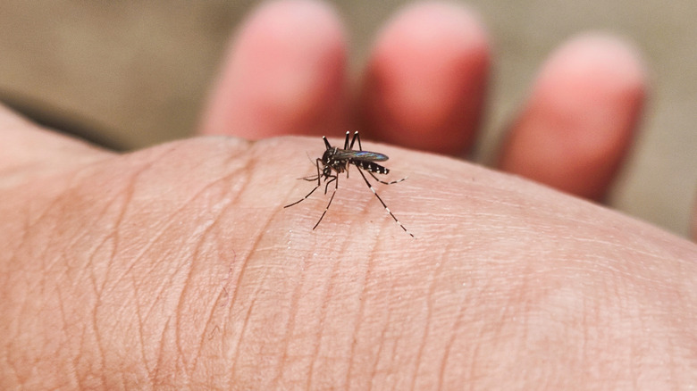 A close-up shot of a hand with a mosquito on it