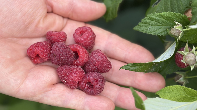 A hand holding fresh red raspberries