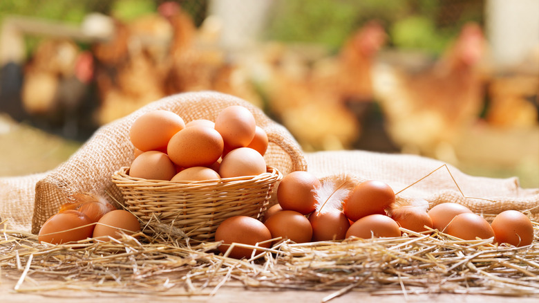 eggs