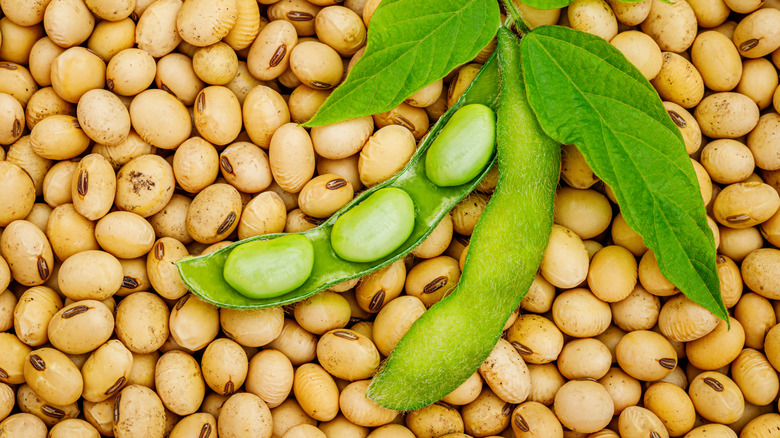 massive cluster of soybeans