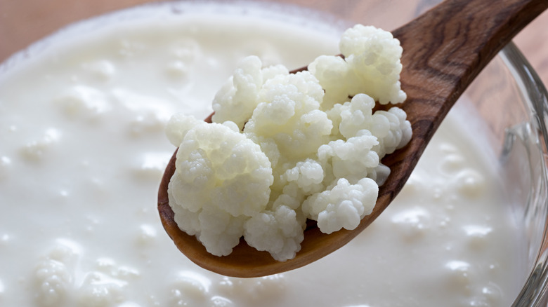 Wooden spoon filled with kefir grains over a glass of kefir milk