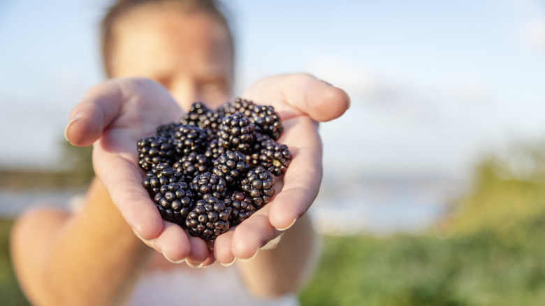 A woman's hands holding blackberries