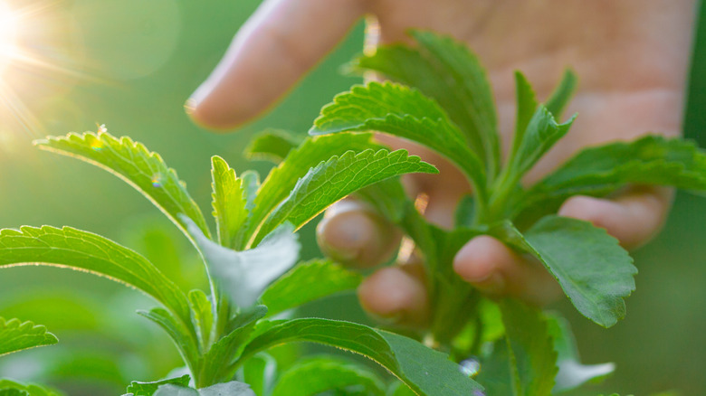 A hand holding stevia leaves from a stevia plant