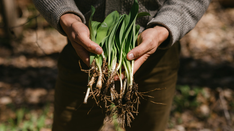 man holding wild ramps in forest setting