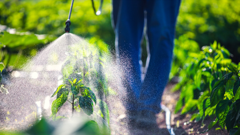farmer spraying crops with herbicide