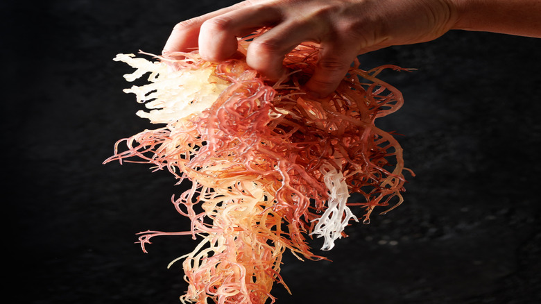 hand holding sea moss