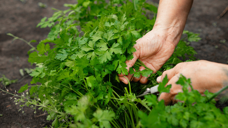A woman cutting parsley from a garden