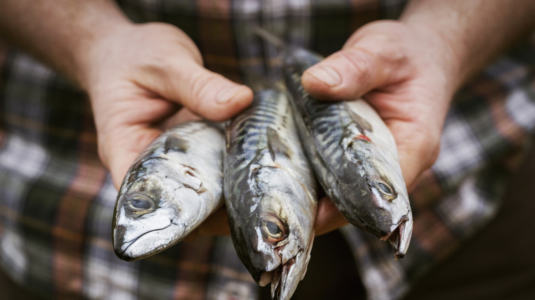 man holding several mackerel