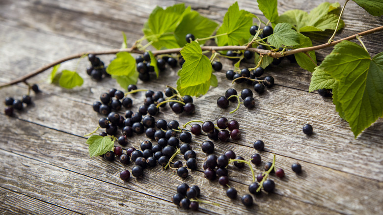 Blackcurrants and a vine on a wood table
