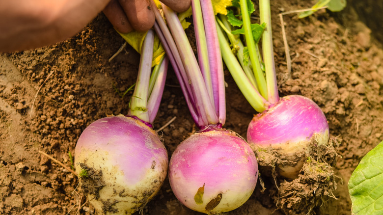 A person pulling turnip greens out of the soil