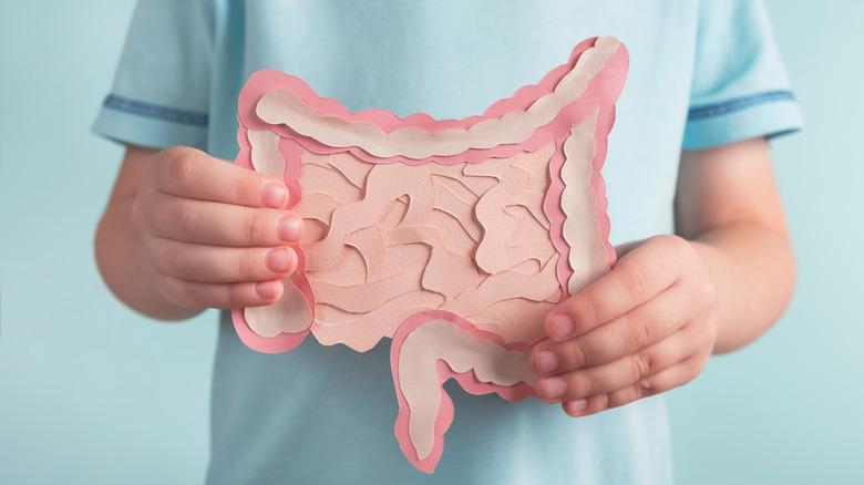 Person holding a model of a colon