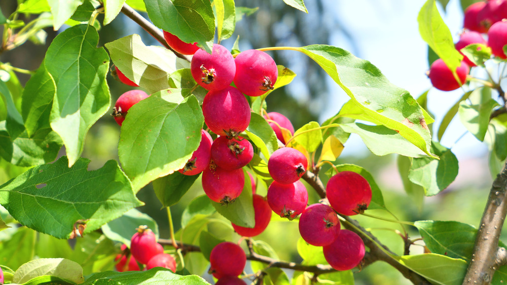 Red crab apples on a tree with green leaves