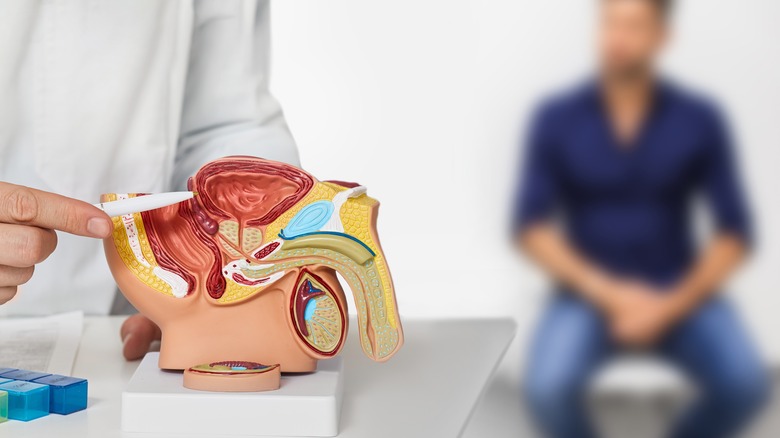 doctor pointing to penis model
