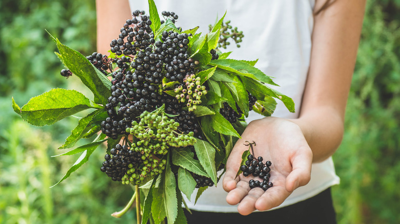 Woman holds a bunch of elderberries in her hand