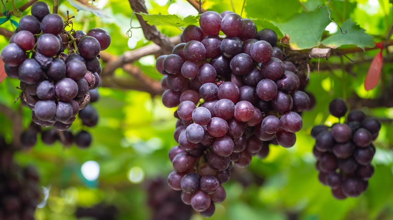 grapes hanging from tree