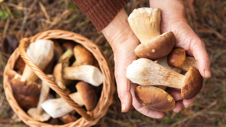 Person holding mushrooms