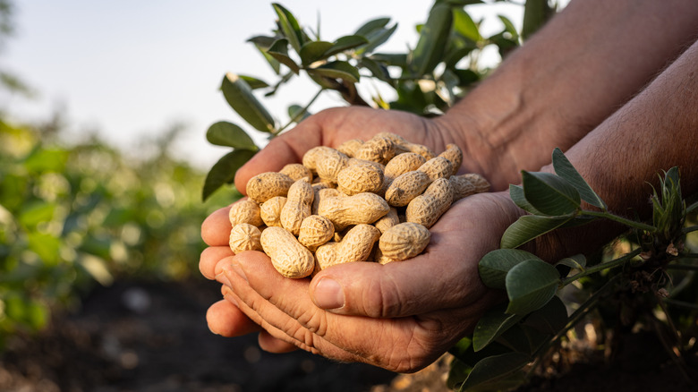 hands of man holding fresh peanuts in shell