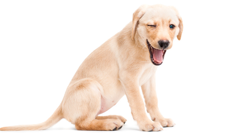 puppy winking at camera