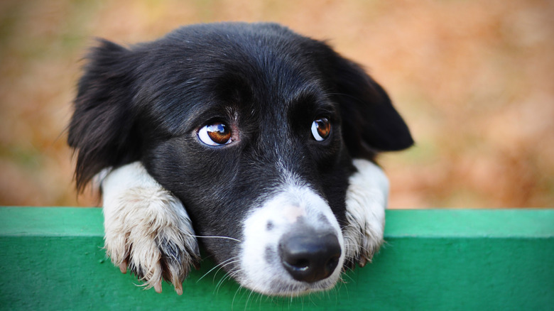 dog giving puppy dog eyes