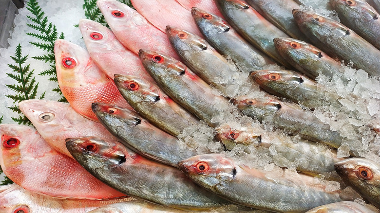 fish lines up over ice