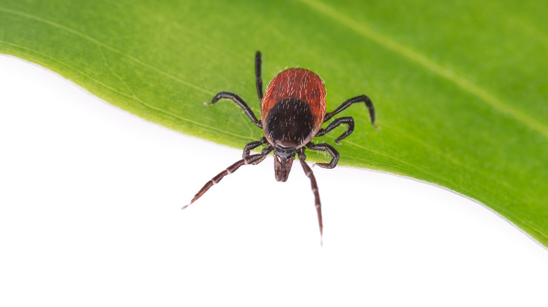 Close up of Ixodes tick