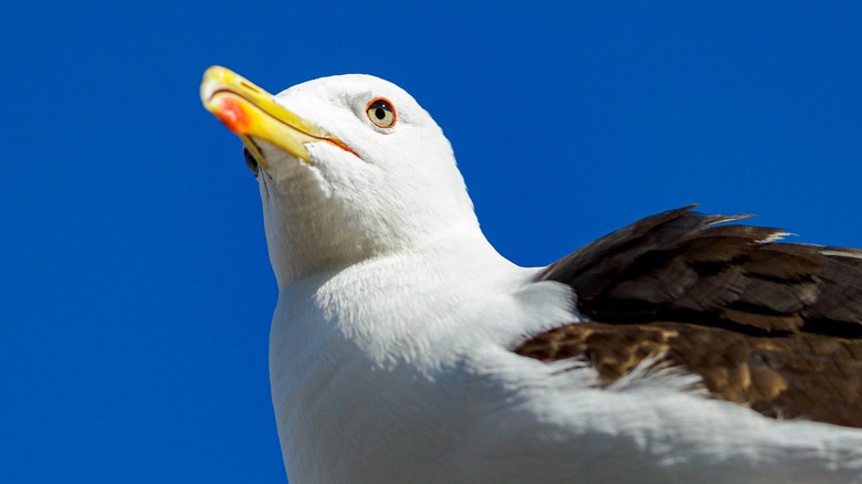 A great black-backed gull