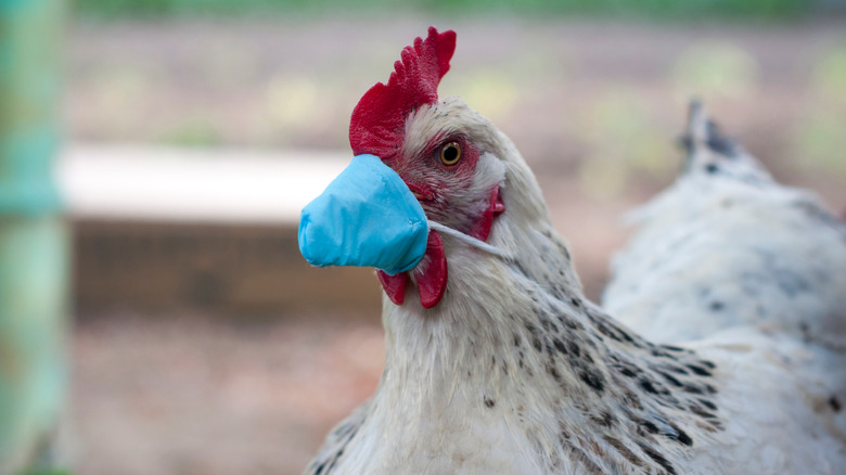 A chicken wearing a mask