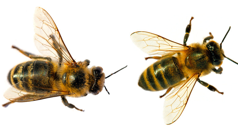 a closeup of two honeybees on white background