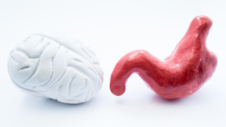 Stylized brain and stomach models