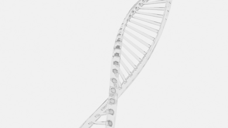 DNA model