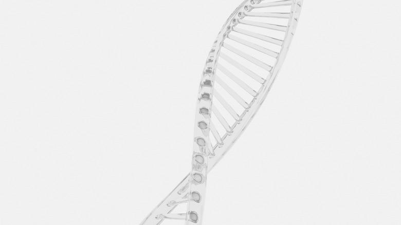 DNA model