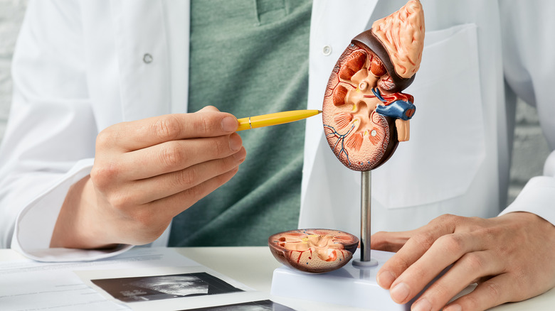 model of the kidneys