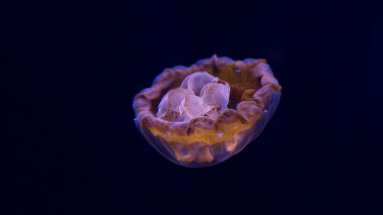 thimble jellyfish