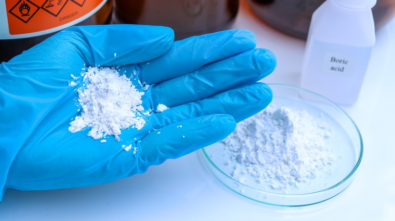 hands holding boric acid powder