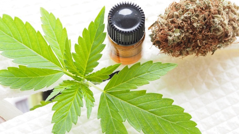 cannabis in different forms 