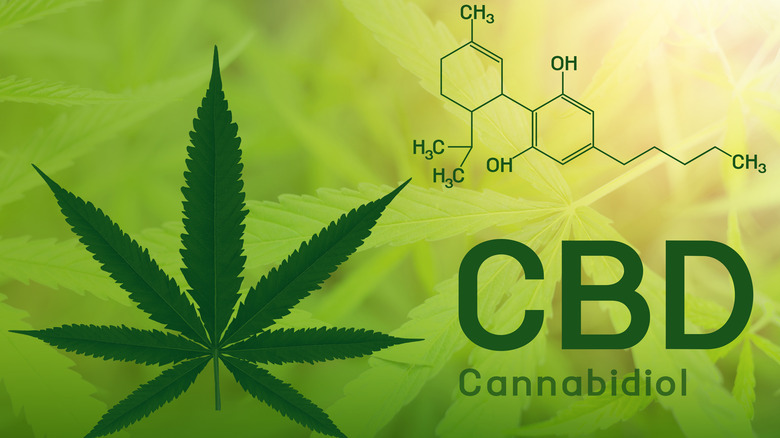 cannabis plant leaf with 'CBD'