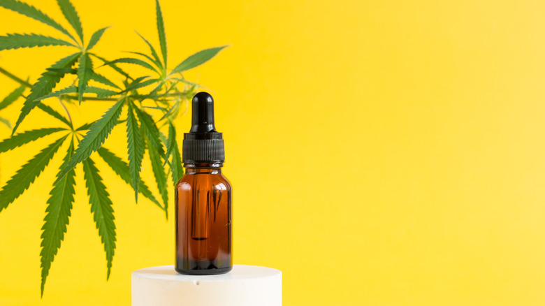 marijuana plant with oil in bottle yellow background