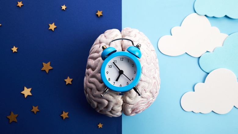 Differences in the human brain during the day and night