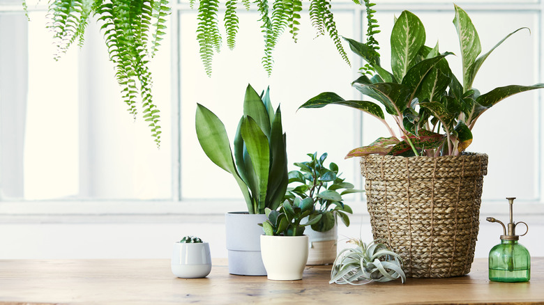 Indoor plants