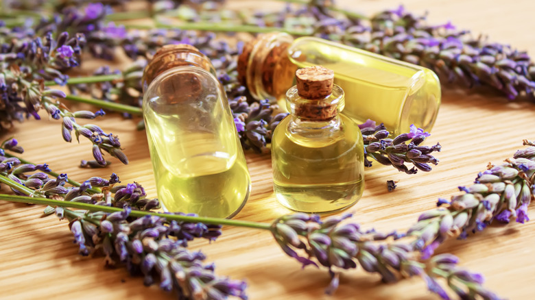 lavender essential oil bottles and flowers