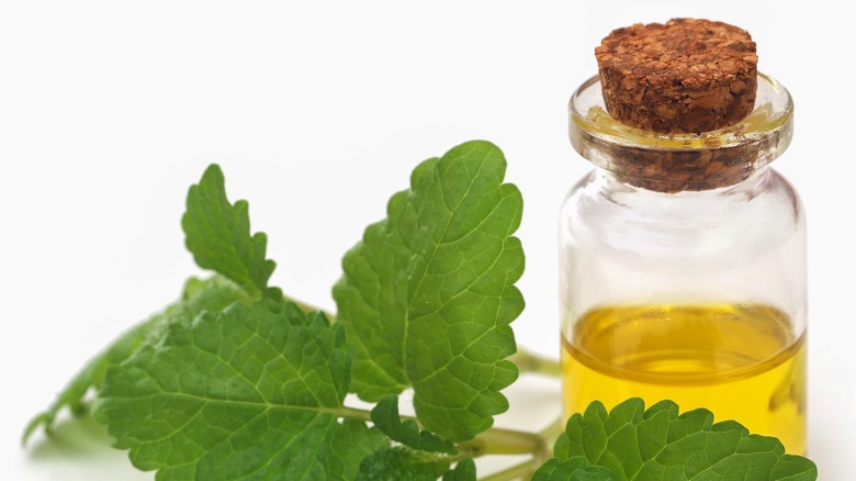 Lemon balm essential oil