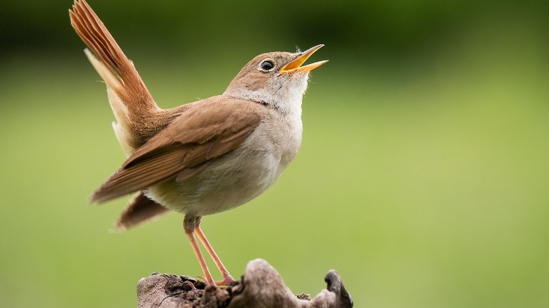 songbird
