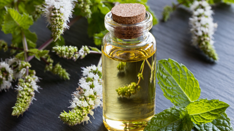 Bottle of peppermint essential oil