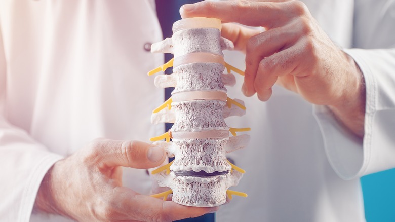Hands holding a model vertebrae