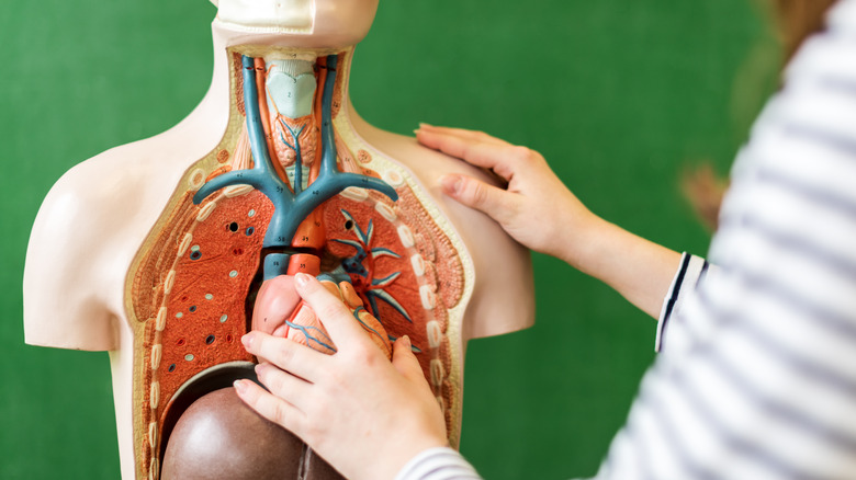 model of heart and lungs