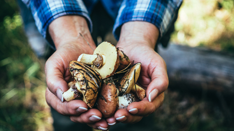 man holding fresh mushrooms in outdoor setting