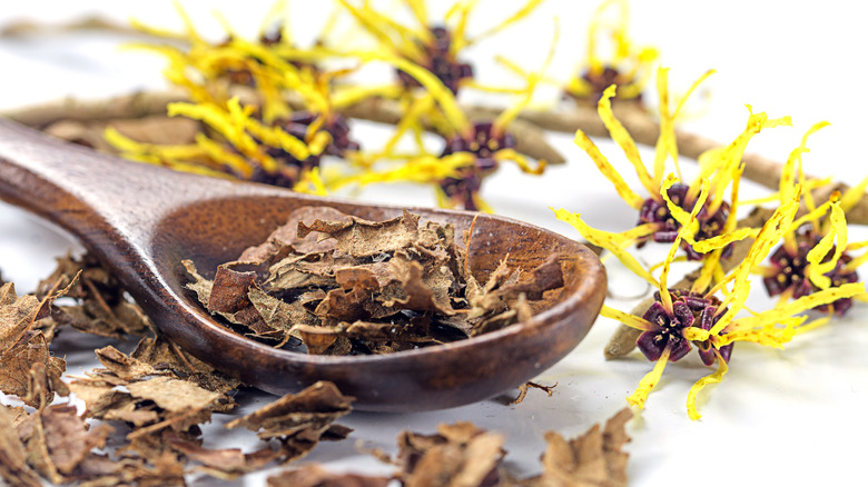 Fresh and dried witch hazel flowers