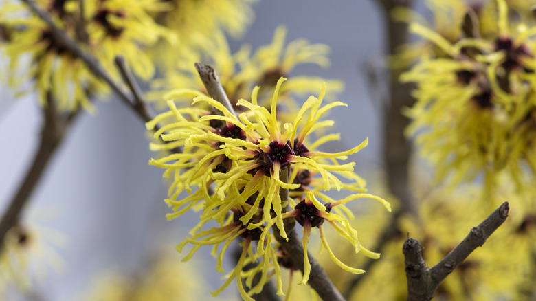 close up of witch hazel plant 