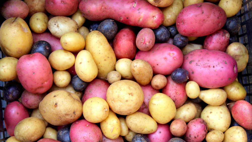 A variety of purple, white, and red potatoes